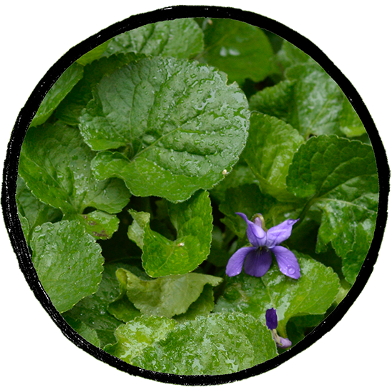 Violeta